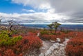 Dwarf pine trees and charred remains dot miles of crimson red huckleberry bushes Royalty Free Stock Photo