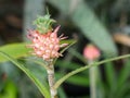 Dwarf pineapple. Royalty Free Stock Photo