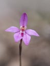 Dwarf Pink Fairy Orchid Caladenia reptans, Perth, Western Australia Royalty Free Stock Photo