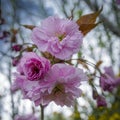 Dwarf pink flowering almond, close- up.