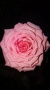 Dwarf pink rose