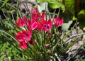 Dwarf pink tulip, Tulipa humilis \'Little Beauty\', on a sunny day in spring.