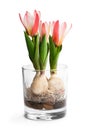 Dwarf pink tulips in a glass. Growing tulip flowers indoor in water