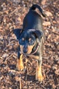 Dwarf pinscher, dog