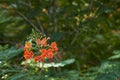 Dwarf poinciana