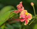 Dwarf poinciana