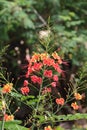 Dwarf Poinciana is a beautiful flower. Royalty Free Stock Photo