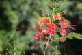 Dwarf Poinciana is a beautiful flower. Royalty Free Stock Photo