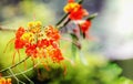 Dwarf poinciana - Caesalpinia pulcherrima