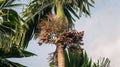 Dwarf Poinciana flower isolated against dark