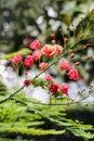 Dwarf poinciana flowers