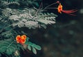 Dwarf Poinciana flowers isolated against dark background side view Royalty Free Stock Photo
