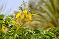 Dwarf Poinciana flowers