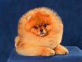 Dwarf Pomeranian Spitz