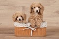 Dwarf poodle puppies in basket Royalty Free Stock Photo