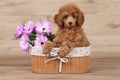 Dwarf poodle puppy in basket Royalty Free Stock Photo