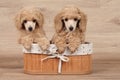 Dwarf poodle puppy in basket Royalty Free Stock Photo