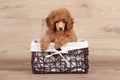 Dwarf poodle puppy in basket Royalty Free Stock Photo