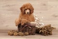 Dwarf poodle puppy Royalty Free Stock Photo