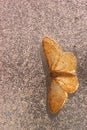 Dwarf Pug moth, Eupithecia tantillaria on outside of condensated window.