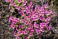 Dwarf purple Monkeyflower, Craters of the moon National Park, Idaho Royalty Free Stock Photo