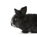 Dwarf rabbit Royalty Free Stock Photo