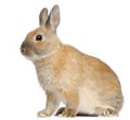 Dwarf rabbit, 6 months old Royalty Free Stock Photo