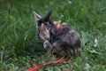 Dwarf rabbit cleaning its foot outdoors on a grass Royalty Free Stock Photo