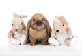 Dwarf rabbit in the company of toy rabbits. Royalty Free Stock Photo