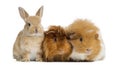 Dwarf rabbit and Guinea Pigs, isolated