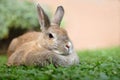 Dwarf rabbit Royalty Free Stock Photo