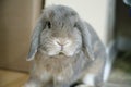 A dwarf rabbit, the perrfect pet Royalty Free Stock Photo