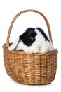 Dwarf rabbit sitting in a basket Royalty Free Stock Photo