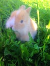 Dwarf rabbit eating grass Royalty Free Stock Photo