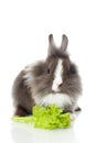 Dwarf rabbit Royalty Free Stock Photo