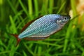 Dwarf rainbowfish Melanotaenia praecox in freshwater aquarium