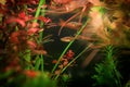 Dwarf rasbora Freshwater fish in the nature aquarium, is often as often referred as Boraras maculatus. Animal aquascaping photogra Royalty Free Stock Photo