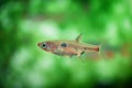 Dwarf rasbora Freshwater fish in the nature aquarium, is often as often referred as Boraras maculatus. Animal aquascaping photogra