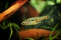 Dwarf rasbora Freshwater fish in the nature aquarium, is often as often referred as Boraras maculatus. Animal aquascaping photo