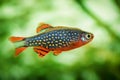 Danio margaritatus Freshwater fish, celestial pearl danio in the aquarium, is often as often referred as galaxy rasbora or Microra Royalty Free Stock Photo