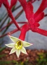 Dwarf red kangaroo paw plant