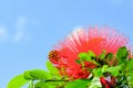Dwarf Red Powder Puff Treeplant flower, in full bloom Royalty Free Stock Photo