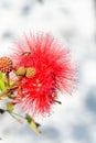 Dwarf Red powder Puff Treeplant flower and seeds Royalty Free Stock Photo