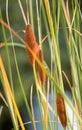 Brown dwarf Reed Mace Typha Minima Royalty Free Stock Photo