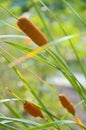 Brown dwarf Reed Mace Typha Minima in a small pond s Royalty Free Stock Photo