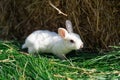 dwarf rex rabbit sitting on a green grass on a sunny day before Easter Royalty Free Stock Photo