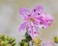 Dwarf Rhododendrons - Close-up