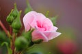 Dwarf rose