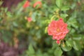 Dwarf roses. Beautiful coral miniature rose or fairy rose Royalty Free Stock Photo