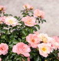 Dwarf roses. Beautiful pink miniature rose or fairy rose